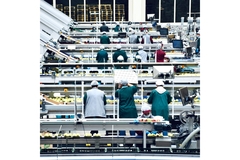 Image Workers packing apples on machines.