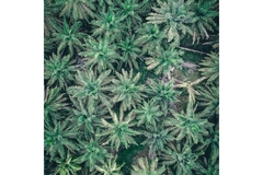 aerial view of palm tree forest.