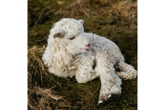 sheep laying on the grass