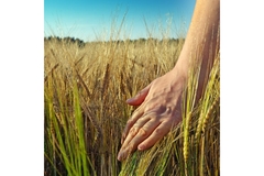 Image Hand going through wheat monucultures.