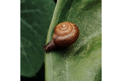 Image A snail on a leaf.