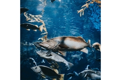 Image Salmons are swimming in seawater.