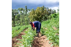 African farmer tending to crops.