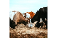 Image Cattle grazing in the field.