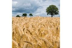 A tree is standing at the end of a crop field.
