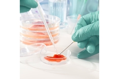 Image Scientists hands working on cultured meat in the lab.