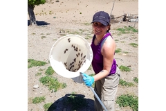 Image A scientist holding a bucket full of Tucura toad insects.