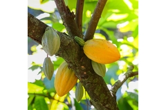 Image Cacao fruit on a tree.