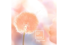 Image Pantone 13-1023 Peach Fuzz graphic