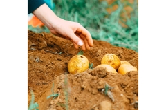 A person is picking up a potato.
