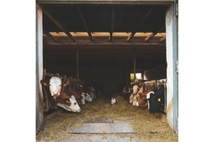 Image Cows are raised in an animal farm.