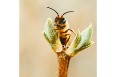 Image NanoSIMS image of bee's gut microbiota