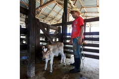 Image A farmer standing in a cow barn with a cow.
