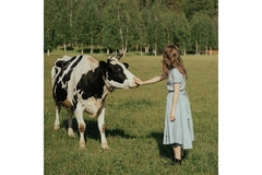 Image A dairy cow in a field being petted by a girl.