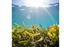 Seaweed plant under water