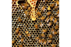 Image Bees in beehive.