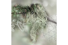 lichen on branch