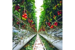Vertically grown tomatoes depicted in an image.