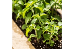 Image A stevia plant growing in the ground.