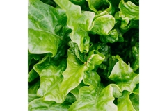 Image A head of lettuce.