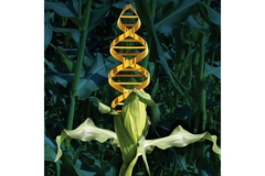 DNA helix is growing in a shape of corn.