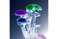 Image Psychedelic mushroom.