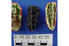 Image DNA analysis of prehistoric bones