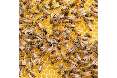 Swarm of Bees