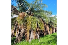 Image Macauba palm tress.