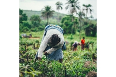Image A woman working in an agricultural field.