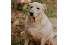 An obese dog.