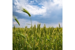 Image A field of wheat.