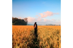Image Woman walks through wheat field.