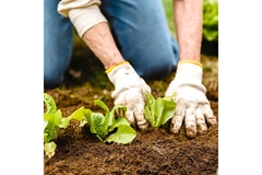 Image A farmer harvesting lettuce from the ground.