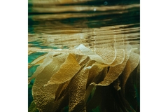 Image Seaweed is flowing in water.