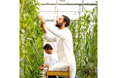 A scientist in a white lab coat working in a greenhouse of vanilla plants.