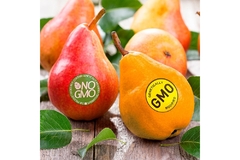 Image A variety of fresh fruits labeled as GMO.