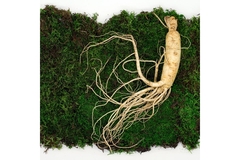 Image Ginseng on moss.