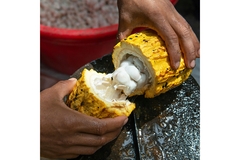 Image Hand splitting open cacao fruit.