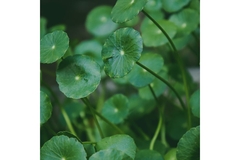 Image round leaved gotu kola plant