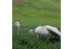 Image Mushrooms are growing on grass land.