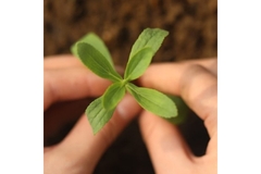 Image Two hands are holding a plant.