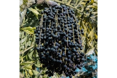 Image Acai berries on a tree.