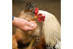A farmer feeding a rooster
