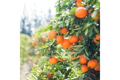 Image Orange tree.