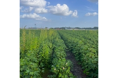 Image Cotton Field is infested with Palmer amaranth.