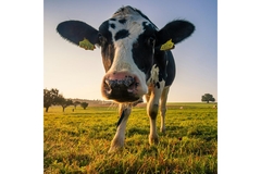 Image Dairy cow FrieslandCampina farm