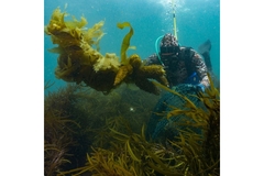 Image A scuba diver in water surrounded by seaweed.