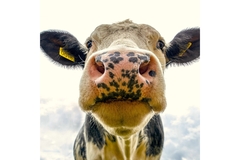 Image A cow on a farm