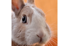 Image A zoomed in bunny in front of an orange background.